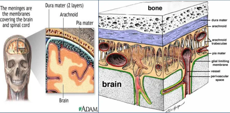 Gambar 1. Penampang melintang lapisan pembungkus jaringan otak 