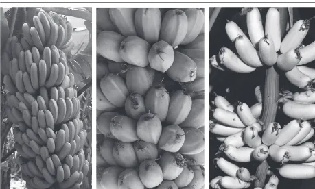 Figure 3.1 Banana (Musa spp.).