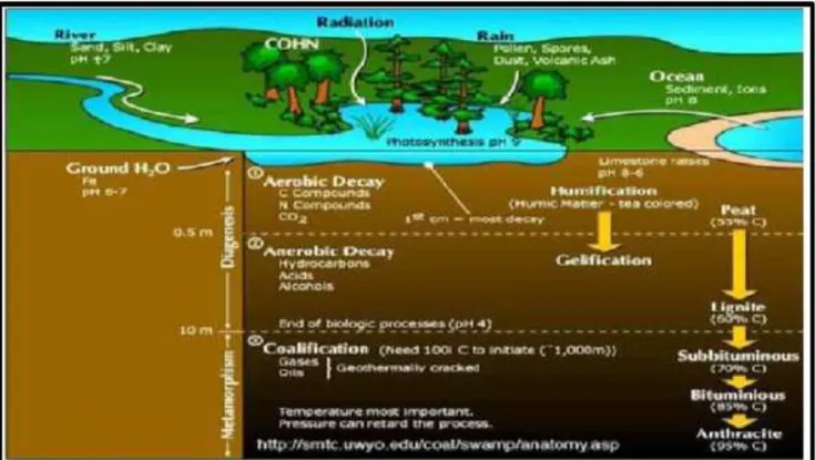 Gambar 2.4 Proses Pembentukan Batubara