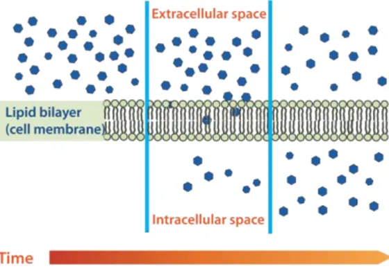 Gambar 1. Proses difusi dalam sel 