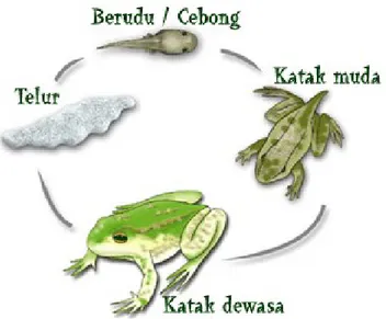 Gambar 1. Siklus metamorfosis katak (Rana cancrivora)