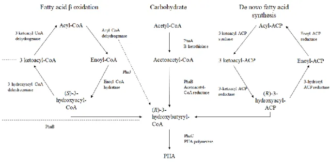 Gambar 1. Jalur metabolisme sintesis PHA (Pakalapati et al., 2018) 
