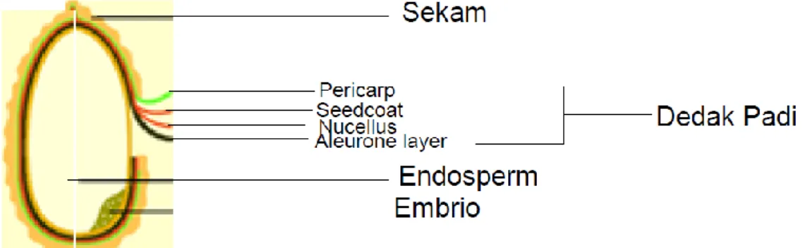 Gambar 2 Struktur Biji Padi (Putrawan, et al, 2009) 