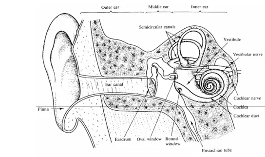 Gambar 5.5. Struktur telinga manusia. 