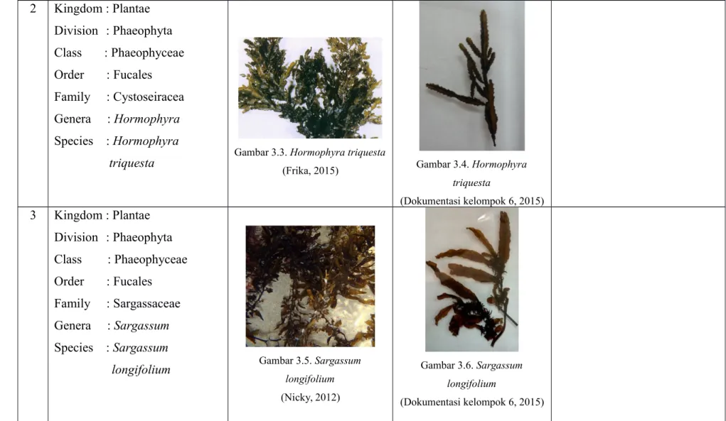 Gambar 3.6. Sargassum longifolium