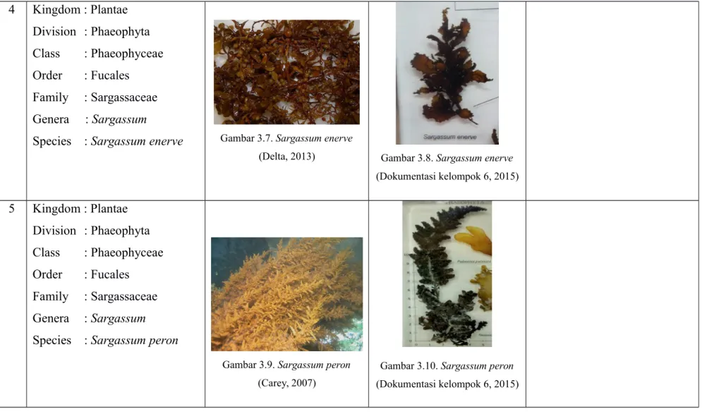 Gambar 3.9. Sargassum peron (Carey, 2007)