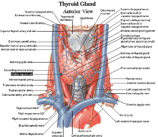 Gambar 1. Anatomi kelenjar tiroid 