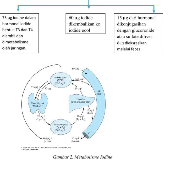 Gambar 2. Metabolisme Iodine 
