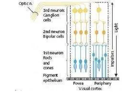 Gambar 5. Lapisan neuron pada retina  7