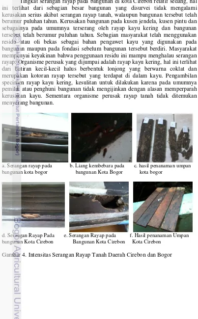 Gambar 4. Intensitas Serangan Rayap Tanah Daerah Cirebon dan Bogor 