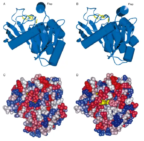 Figure 2. Structure of Mucor miehei lipase in closed (A, C) and open form (B, D). A and B (side view): the  catalytic triad (yellow) and secondary structure elements showing the a/b-hydrolase fold common to all  lipases.C and D (top view): space-filling mo