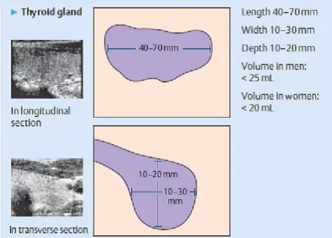 Gambar menunjukkan gambaran longitudinal dan transversal kelenjar tiroid