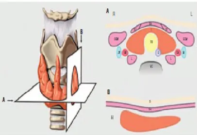 Gambar menunjukkan bagian-bagian tiroid normal pada USG