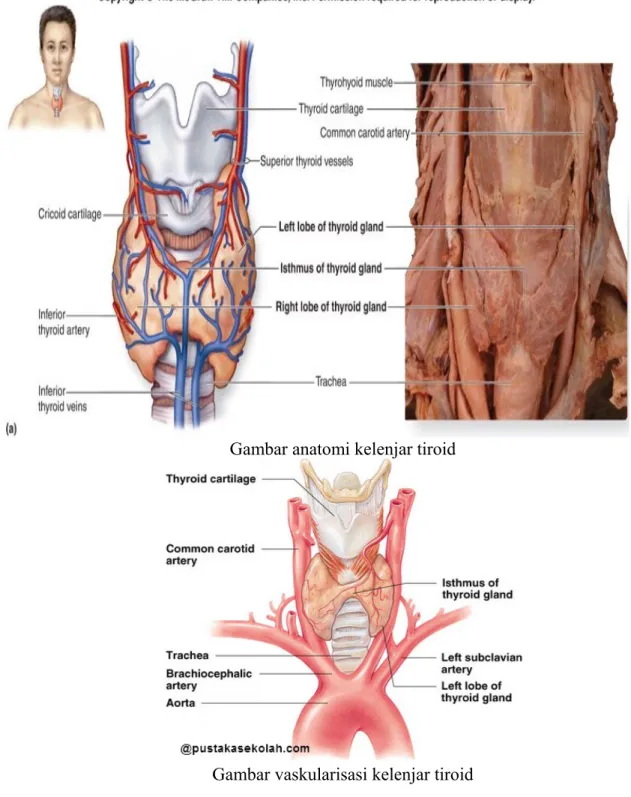 Gambar anatomi kelenjar tiroid