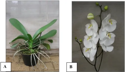 Gambar 1  Tanaman uji hasil meriklon (A) anggrek Phalaenopsis, (B) bunga          Phalaenopsis yang berwarna putih