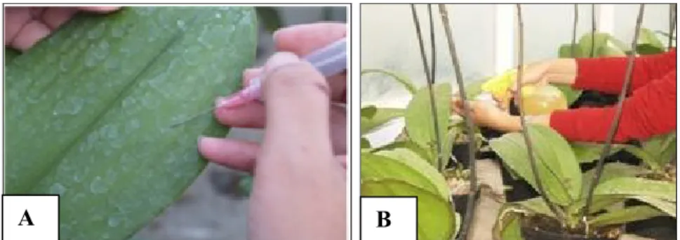 Gambar 2  Perlakuan bakteri patogen dan biokontrol pada tanaman (A) inokulasi        dengan metode tusuk, (B) aplikasi bakteri patogen dan biokontrol