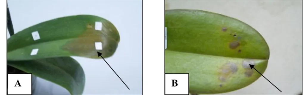 Gambar 3   Gejala busuk lunak yang disebabkan E. carotovora, (A) gejala yang muncul menggunakan metode suntik, (B) gejala yang muncul           menggunakan metode pelukaan dengan carborundum 