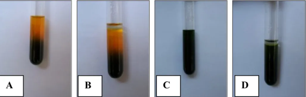 Gambar 4  Hasil uji pertumbuhan pada media anaerobik (A) inokulasi bakteri uji  pada  media  tanpa  parafin  oil,  (B)  inokulasi  bakteri  uji  pada  media  dengan parafin oil, (C) kontrol tanpa parafin oil, (D) kontrol dengan  parafin oil.