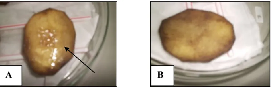 Gambar 5  Reaksi uji pectolytic activity pada kentang (A) permukaan yang lunak  dan berlendir setelah diinokulasi bakteri uji, (B) kontrol