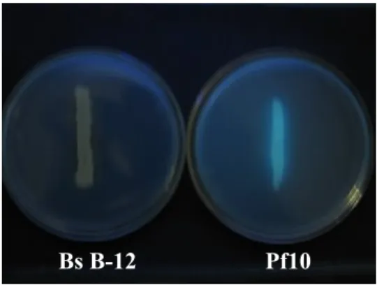 Gambar 8  Pertumbuhan B. subtilis B-12 dan P. fluorescens Pf10 pada media KB