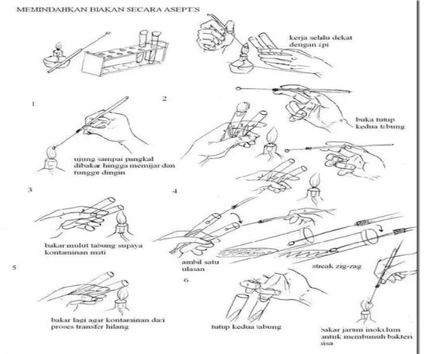 Gambar 2 Cara pemindahan biakan bakteri secara aseptic 