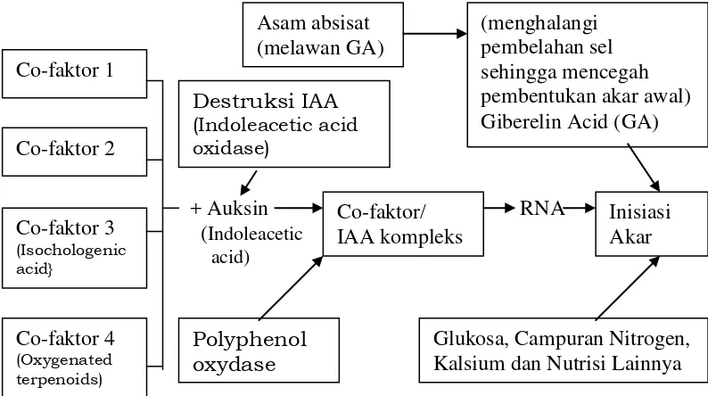 Gambar 2.  Bagan proses pembentukan akar pada setek (Sumber : Hartmann et al., 1990) 