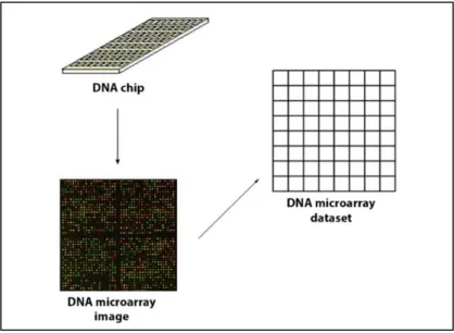 Gambar  2.7  menampilkan  proses  umum  memperoleh  data  ekspresi  gen  dari  microarray DNA