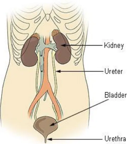 Gambar 1. Sistem urinarius 