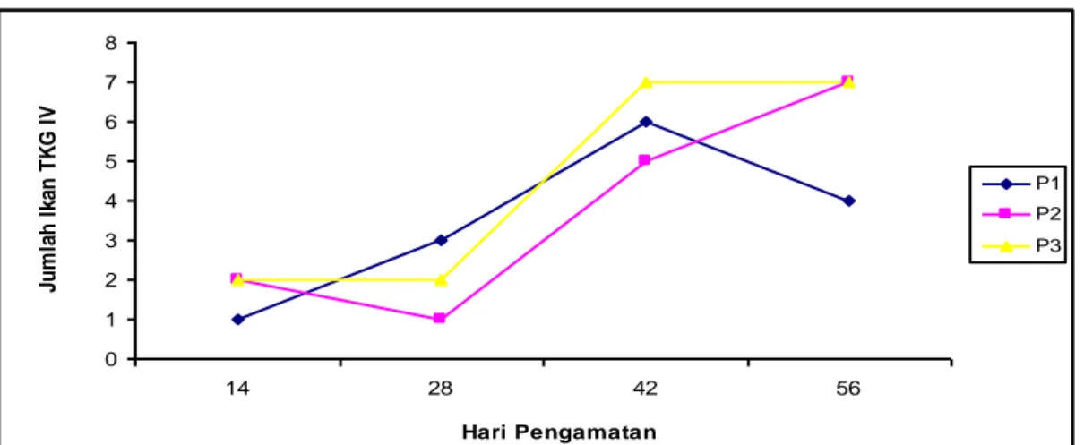 Gambar 2.  Grafik  jumlah  ikan  uji  TKG  IV  setiap  hari  pengamatan  dari  masing- masing-masing perlakuan pakan berbeda  