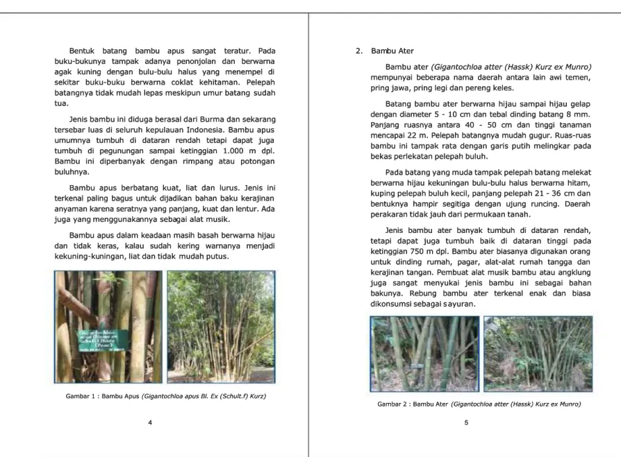 Gambar 1 : Bambu Apus