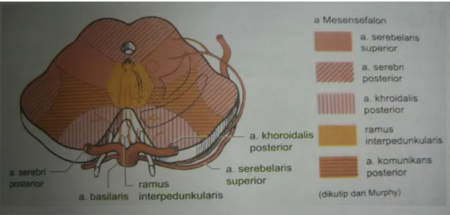 Gambar 1. Anatomi suplai darah pada mesensefalon 
