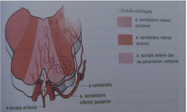 Gambar 3. Anatomi suplai darah pada medulla oblongata. 