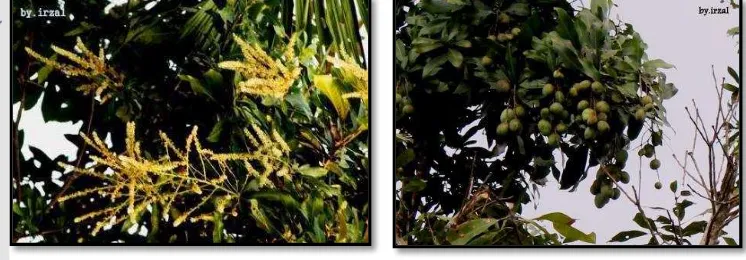 Gambar 2 Bunga dan buah M. casturi 