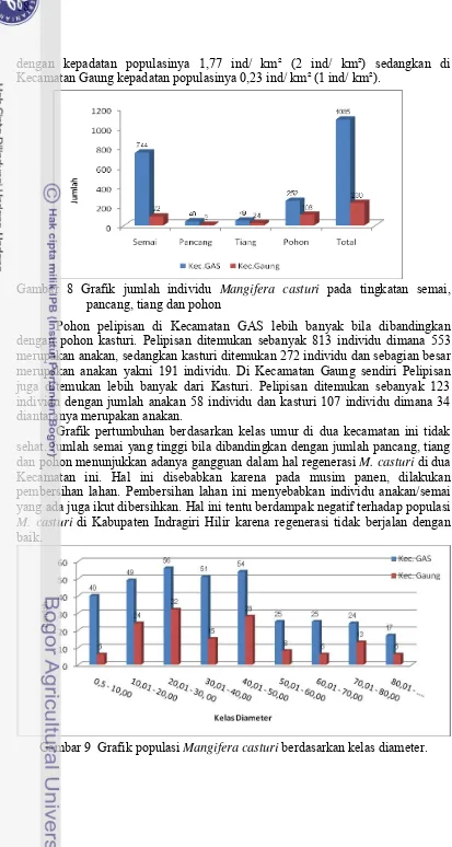 Gambar 8 Grafik jumlah individu Mangifera casturi pada tingkatan semai, 