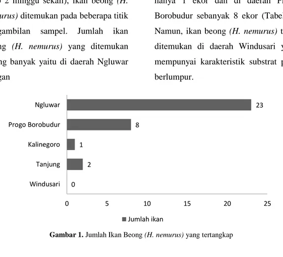 Gambar 1. Jumlah Ikan Beong (H. nemurus) yang tertangkap 