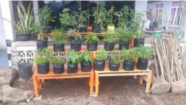 Gambar 5 Tanaman Siap Dipanen 