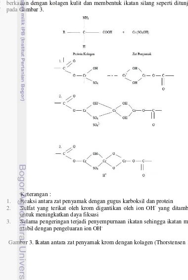 Gambar 3. Ikatan antara zat penyamak krom dengan kolagen (Thorstensen 1993) 
