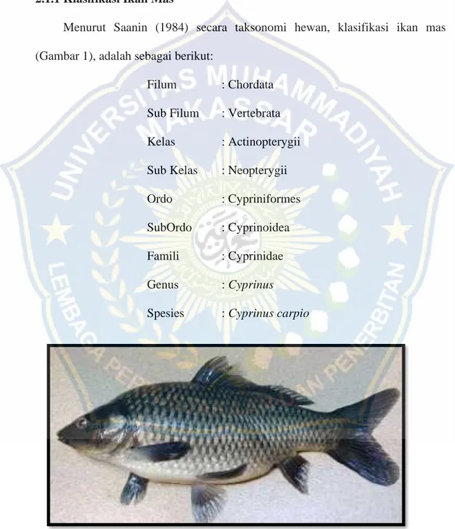 Gambar 2.1 Ikan mas (Cyprinus carpio) 