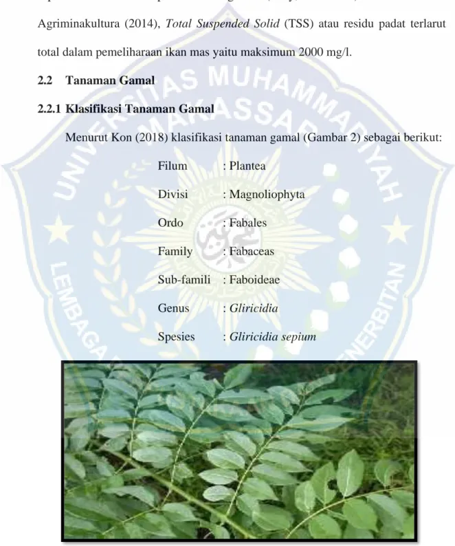 Gambar 2.2 Tanaman Gamal (Gliricidia sepium) 
