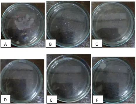 Gambar 2 Koloni bakteri pada medium PCA setelah diinkubasi 1x24 jam sampel sayuran selada hijau matang, A) pengenceran 10 -1 , B) pengenceran 10 -2 , C) pengenceran 10 -3  , D) pengenceran 10 -3 , E) pengenceran 10 -5  , F) pengenceran 10 -6 
