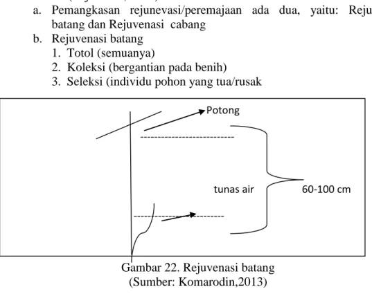 Gambar 22. Rejuvenasi batang  (Sumber: Komarodin,2013) 