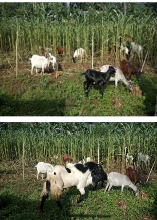 Gambar  3.  Rangkaian  kegiatan  observasi  kondisi  induk  dan  penyerahan  pejantan  unggul  dalam  rangka  perbaikan  mutu  genetik kambing milik mitra