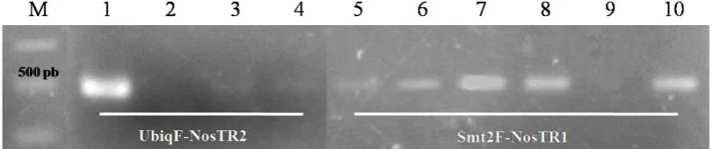 Gambar 4. Hasil analisis PCR. 1-4 = hasil PCR dengan primer UbiqF-NosTR2; 5-10 =  hasil PCR dengan primer Smt2F-NosTR1; 1&10 = plasmid pIG6; 2&9 = rumput laut non transgenik; 3-8 = rumput laut transgenik; M= marker 1 Kb ladder