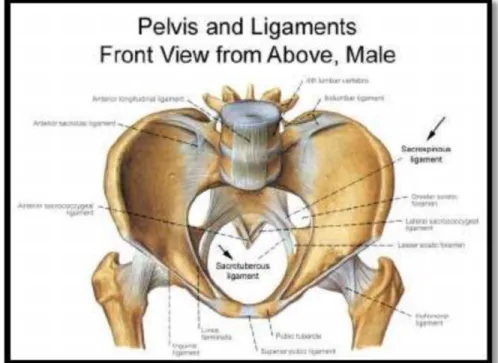 Gambar 2.1 : Pelvis Pada Pria