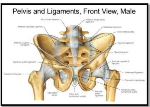 Gambar 2.2. Pelvis Pada Wanita