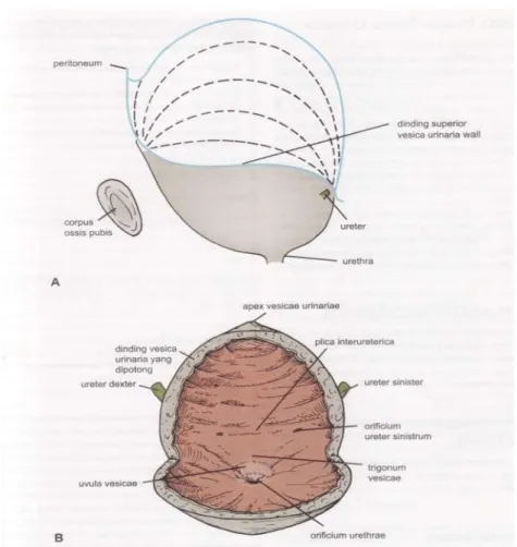 Gambar 1. A. Vesica urinaria tampak lateral.