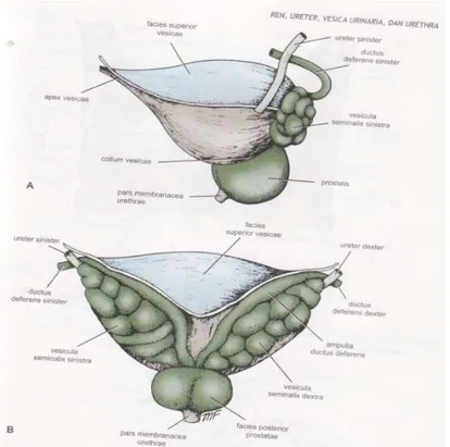 Gambar 2. A. Vesica urinaria, prostat, dan vesicula seminalis dilihat dari lateral