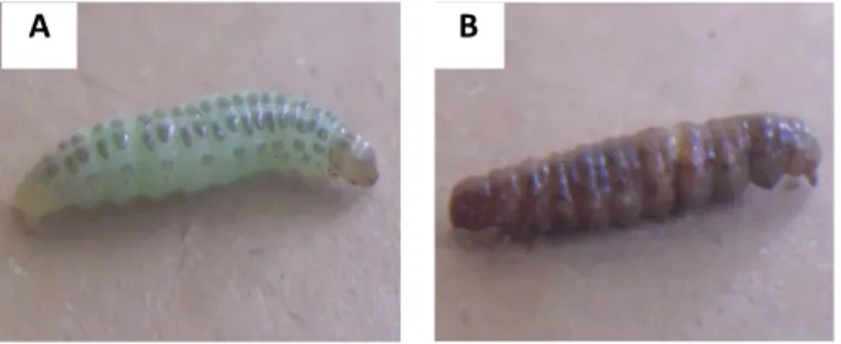 Gambar 6. Larva Maruca testulalis Geyer A. Larva M. testulalis sehat