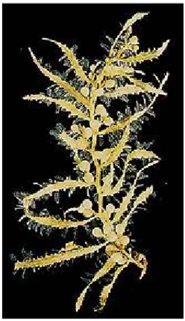 Gambar 1. Sargassum duplicatum