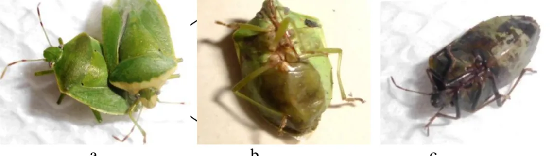 Gambar 2. a. Kepik hijau yang sehat, b. kepik hijau yang mati akibat ekstrak biji  pinang, abdomen menghitam dan c
